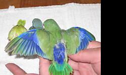 I am looking for a male Parrotlet 6 months to 2 years old. I prefer a blue, yellow or white male. I currently looking for a mate/companion for one of my females. If you have more then one male, that would be great.