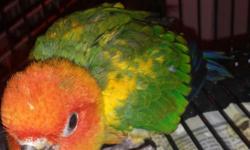 I am looking for a proven pair of cherry head conure.
If you have them, plz let me know at 270-352-1004, or 201-280-6643.
Thank you.