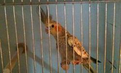 I am looking for a red factor canary (female) in San Antonio or the surrounding areas she must be at least 20 months and ready for breeding. please contact me.Thank You.