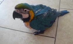Looking for a Yellow Collared Macaw baby around 4 weeks old and also a Yellow naped Amazon around the same age. I am a breeder and know how to handfeed, Orlando airport area, willing to travel a reasonable distance in Florida only. If you have please let