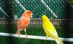 I AM LOOKING FOR AFRICAN YELLOW CROWNED CANARY....PLEASE CONTACT ASAP...THANKS