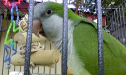 I am looking for any type of BeeBee parrot, white or yellow wing but will consider other BeeBee types. Will pay reasonable price, no cage necessary. Male or female, young preferably.
[email removed] or call 210-679-0874