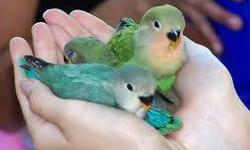 Hi I am looking for different color eye ring lovebirds and different mutations and if you ship please
contact me thank you
This ad was posted with the eBay Classifieds mobile app.