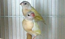 I am looking for finches if you have finches and would like to sell them pleasr contact me.