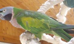 Looking for parakeets up to 1 year old! doesnt matter if male or female! doesnt matter what color! doesnt matter if there tame as i can tame them as i have great experience with birds and this particular breed! contact me with any questions! thanks