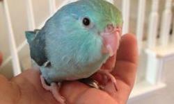 Looking for a Parrotlet baby wanting to spend 50-60$ thanks.
This ad was posted with the eBay Classifieds mobile app.