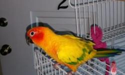 Looking to get another sun conure. Do not want to travel to far. Thanks