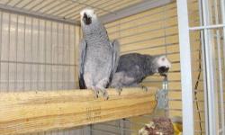 I am looking for two boot shape nest box for african greys.
If you have them, please call me or email me.