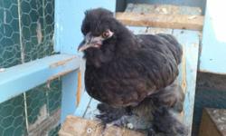 Is there anyone who needs to downsize their flock? I have 2 young roosters and am looking for companions for them. I have a coop which keeps them safe, and has 10 nesting boxes. I would prefer to have pullets or young chickens. Given a preference, I would
