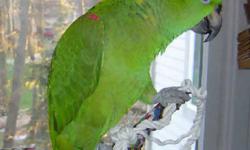 Hello, I am looking to adopt a parrot. Specific breeds I am interested in are Conures, African Greys, Amazons or Eclectus). Some information about me and my home....I work from home so I am looking for a bird who needs/wants a lot of attention. My husband