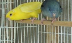 I am looking to trade a Male Cordon Bleu for a female Gouldian, Star, Jave, Fire, Lavender or Orange Breasted Waxbill. (i'm going for the quieter finches)
Call or text 314-401-8870