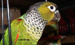 Hello, I have recently bought a pair of Sun Conures and had then Surgically Sexed last Friday by Dr. Scott. They are both in healthy condition and perfect feather. They both turned out to be females, so I am looking to trade one of my hens for a mature
