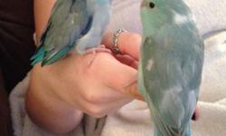 I have a male and a female 3 month old Turquoise parrotlet. I am looking to trade either one for a white or a yellow of the same sex.