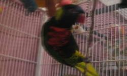 Lory/Lorikeet - Jack - Small - Adult - Male - Bird
Jack is an adult Male Rainbow Lory. He has had a few homes and is cage aggressive at times. He's learned not to attack the hand that feeds when it's food time. He was on a nectar only diet and has now