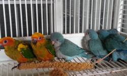 Gonzalez pet store have a big collection of babies avalable
Baby S. I eclectus two feeding a day 899 each
Baby blue front amazon two feeding a day 899 each
Sun conure baby 249.99 each
Blue quakers baibies 249.99 each
Green quakers babies 99.99 each
Babies