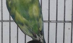 I HAVE PAIRS LOVE BIRD MASK AND PAIR
MISTY PASTEL,MISTY DB GREEN AND LUTINO
ONE PAIR YELLOW FACE MALE AND FEMALE SABLE BLUE
TENGO ALGUNAS PAREJAS DE ENMASCARADO Y DOS PAREJAS
DE MISTY Y LUTINO Y UNA PAREJA DE YELLOW FACEMALE ,FEMALE SABLE PINTA AZUL
