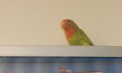 SELLING A MALE LOVEBIRDS,HE'S VERY PLAYFUL,AND LOVE TO FLY.TWO MONTHS
ASKING $70.00 DOLLARS
CALL AT:335-6996 OR TEXT