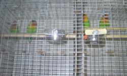 I have 4 proven pair of love birds.I also have 2 pairs of young lovebirds.I also have 1 pair of black mask fisher, and they are $80 without the cage and $100 with cage and breeding box.I have 1 pair of yellow face fisher which they are $70 without the