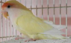 Owner passed away so we are re-homing several of his colorful and healthy birds. There are several English budgies and Love birds; some of these birds are proven mated pairs. We also have several extra bird cages in various sizes for sale, starting at