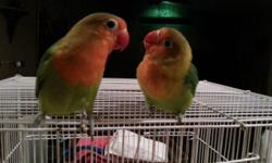 VERY SWEET LOVE BIRDS ,
HAND FEED /HAND TAME they all like to ride on shoulder all over,
there super sweet,
They Are Fischer's,
Parents are Fischer's not mixed, clean
6weeks to 6 months ..all very tame.
Thanks