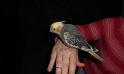we have love birds 100 a pr , cockatiels 30.00 each, Green cheek conure 250 pair to sale or trade