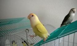 I have a pair of lovebirds that are extremely loving and extremely tamed. They are both around a year and 8 months old. They are very social birds. I work a salaried job and don't have the resources to give them the attention they deserve. I also have
