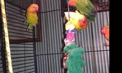 Just in time for the Holidays! Born October 2012, I have three sweet Normal Fischer (green and with orange heads) chicks which I hand fed and are now weaned. Beautiful, vibrant colors! Ready to go to their loving forever homes! Only three left! Very sweet