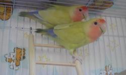 Just in time for Christmas! 2 Love birds appx. 1 year old, includes cage, playground, and food.
No Texts