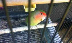 Selling my one year old lovebird I'm moving out if my house so I can take him with my my lovebird is nice and friendly and if your going to buy him you need a cage because I don't have one just selling the lovebird
This ad was posted with the eBay