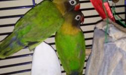 Birdies for sale :)
I have a group of Black Masked lovebirds that just hatched. I am looking to re home them, I have only 6 left !!
They are a mix of male and female babies. They are 2-3 months old. All of the birds have clipped wings and are used to
