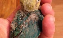 Hi I have a baby lovebird yellow face parblue for sale still in formula 305-962-3989
This ad was posted with the eBay Classifieds mobile app.