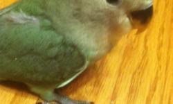 Sweet little lovebirds have been hand fed, They are super sweet and tame. They make great pets.....