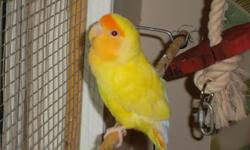 Sweet and tame male lovebird to a good home.
Type: Peach face
Colors: Yellow with a orange face and orange, white and yellow tail. (Albino genes bird)
Sex: Male
Hatch date: 01/24/14
Personality: Tame, hand feed, very sweet, loves cuddles and kisses, loves