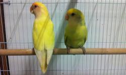 This 1.5 year old pair are ready for setup to breed now!!!
They will have Babies in 2 months.....
$90 for both male and female,
I have new breeding cage and nest box $25.
510-882-1100