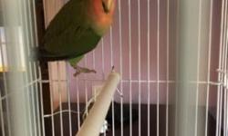Lovebird peach face young 4 months old male
This ad was posted with the eBay Classifieds mobile app.
