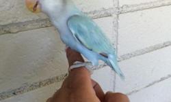 I have a unique and rare lovebird that is fully weaned and feather out. Such a remarkable color that is hard to find. The rehoming fee for this lovebird is $150. Please call or text me at 714-388-7599. My birds are healthy and comes with a health