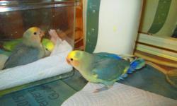 I have 2 Violet pied lovebird Babies , hand fed and very tame with sweet loving personality's.
We take pride in raising our babies to be very sweet and loving. all are on the best diets available.
Our birds are not only our pets but our Hobby as well, We