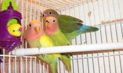 Very sweet lovebird and hand tame and hand, fed will step out of cage into your hands,
Comes with hatch certificate