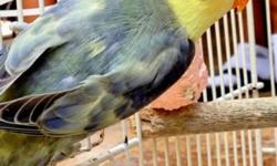 Lovebirds- Sables- Misty- Violets- Yellow face- Pied- Euwing-Fischeri
All mutations available, very healthy, high quality birds. All birds are close banded. Please contact me for more pictures of birds available and i will send price lists. Birds
