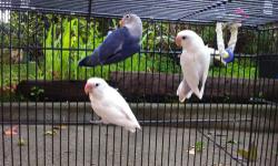 young 4-5 months old fisher lovebirds all 3 unrelate,
violet $160 female,
creamino $160 each male and female,