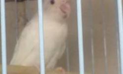 I have 3 different colors of fischer LOVEBIRDS
all 3 of them are females
they Have 1 year 3 months old
1, albinos red eyes $100.00
2, violets $100.00
3, fischer $60.00
call/text if you interes 214-9945872