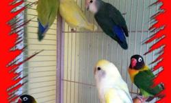 We have quite a few lovebirds at the moment
Lutino, Slate, Turquoise dominant pied, peach face pied, peach face, masks etc.
AJ's Feathered Friends Pet Shop
19 N State st
Elgin, IL 60123
Like us on Facebook!
www.ajsfeatheredfriends.com