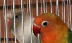 Beautiful lovebirds at Ceasar Pet Store!!
This ad was posted with the eBay Classifieds mobile app.