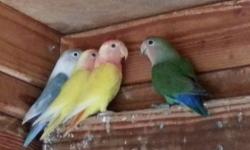 Lovebirds starting at $25.
I have greens, lutino split opaline, green opaline.
Will have cinammons and more opalines soon. Text preferred. Text or email anytime.
Lovebirds de Venta. Opalinos,!lutinos, y Verdes normales desde $25.
Young birds raised in an