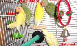 I have 80 lovebirds for sale. They start at $50 to $300 each, depending on the mutation. Albino, Violet, double factor violet, blue, yellow face, mauve, sable, fisher lovebird.
