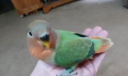 Six sweet baby lovebirds, hand-fed babies just weaned. Two are white-faced sea green beauties, one is a sweet normal peachface split to Opaline, and three are red-headed green opalines. If you're looking for a wonderful pet, don't overlook these angels!
