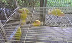 I also breed fischer lovebirds albinos,lutinos, pieds, colbalts, mauves, violets, dilute blues and yellows.