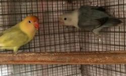 Lovebird breeding pair
This ad was posted with the eBay Classifieds mobile app.