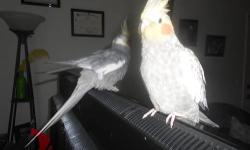 3 cockatiels 2 male,1 female
1 pair with 7 eggs,the are very friendly.
and two cages.
any question,call Rudy at; 541 992 1147