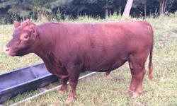 We currently have 4 calves that are at least 1/2 lowline for sale. They are sired by our red lowline bull Willie, the first picture - not for sale. The older bull calf is out of crossbred mini cow. He was calved on 1/27/16. He will be ready to wean in